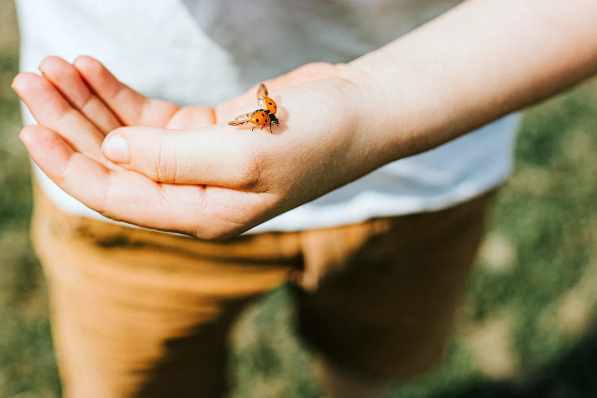 Ladybird landing on a child's hand