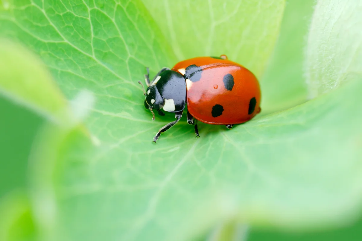 Lady bug on leaf