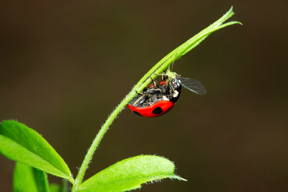 Ladybug Eating Aphid