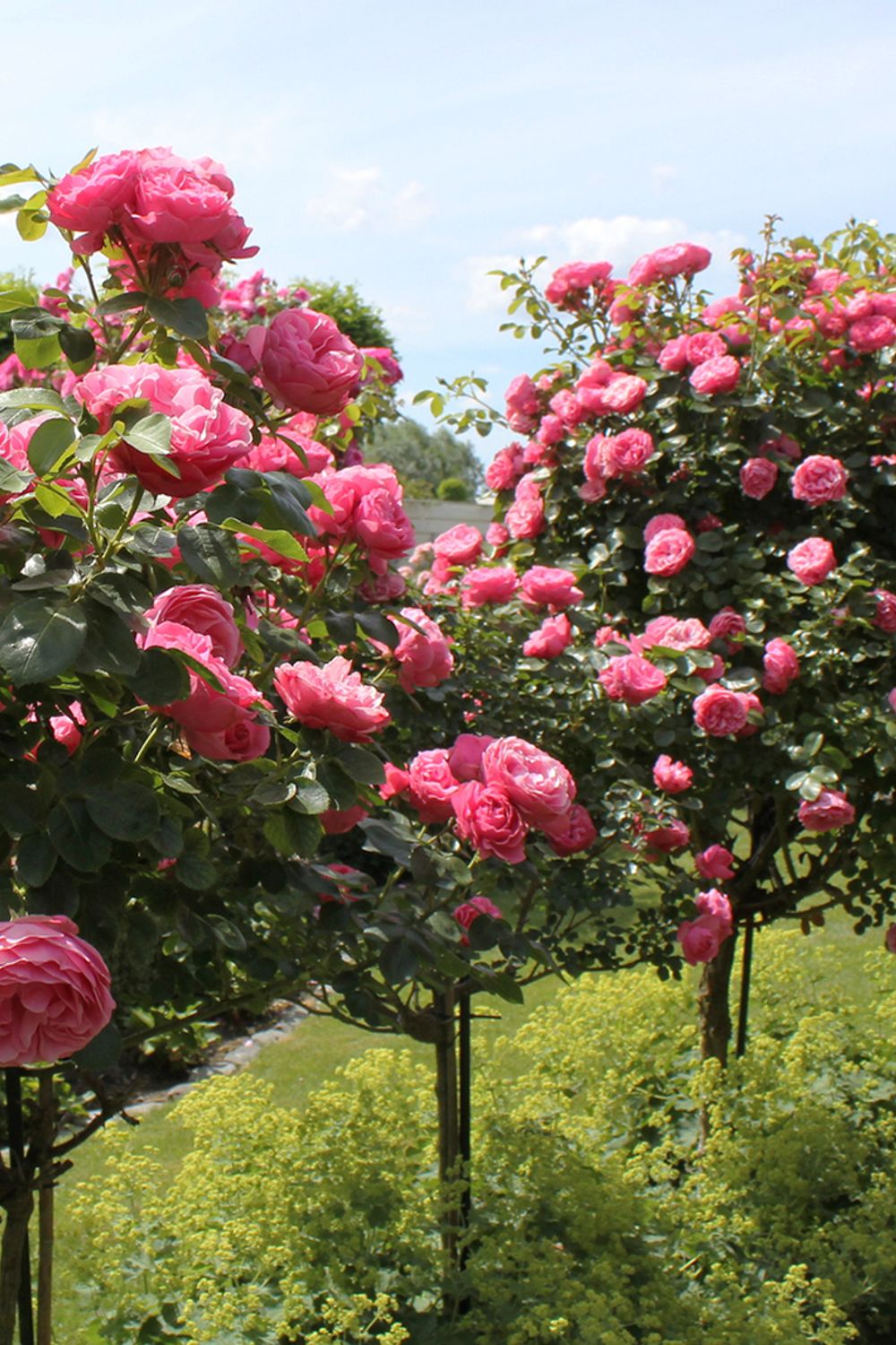 Shape Rose Tree What Is a Tree Rose? Intro to Rose Standards and Care Tips