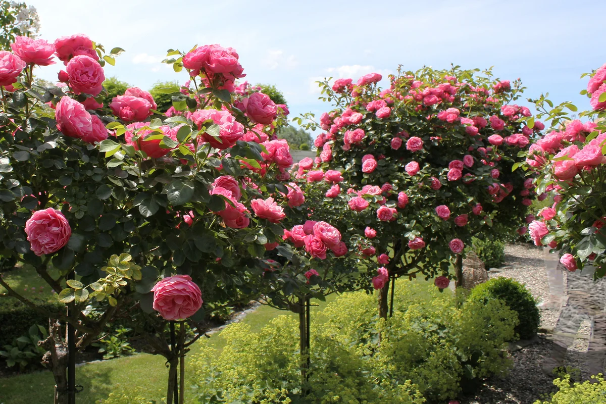 Beautiful pink rose trees in the garden in summer