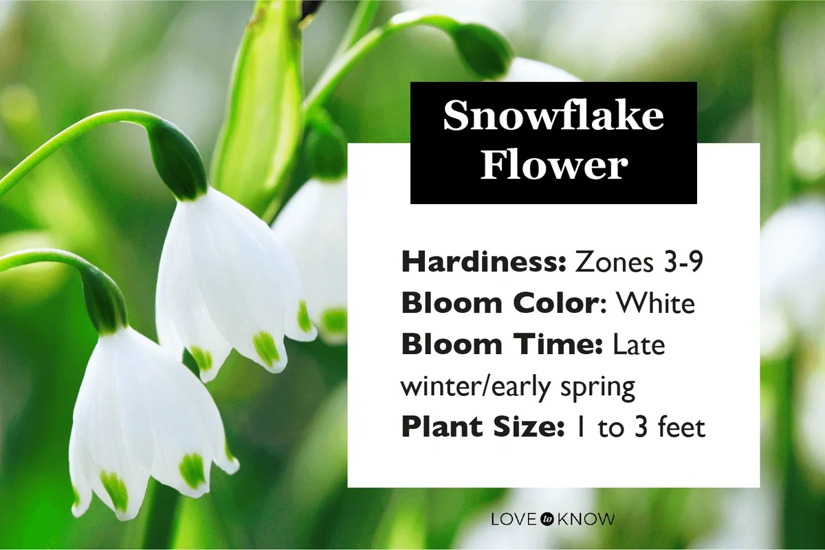 Snowflake Flower Characteristic Infographic
