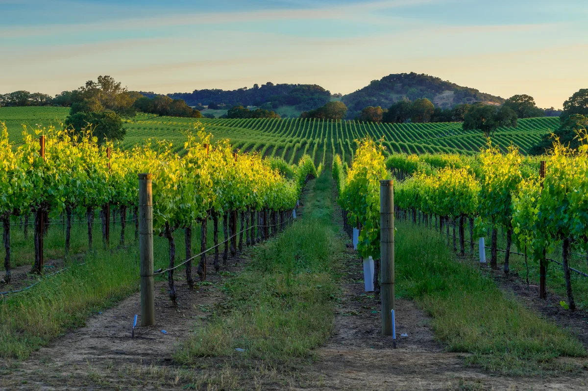 winery in California