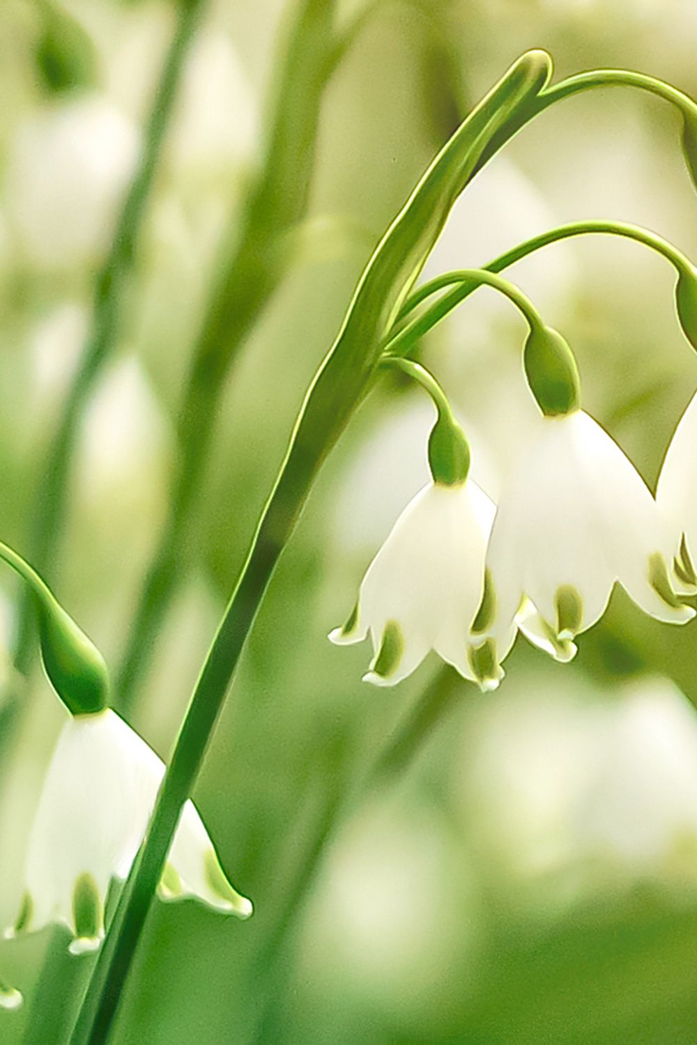 Introduction to the Snowflake Flower