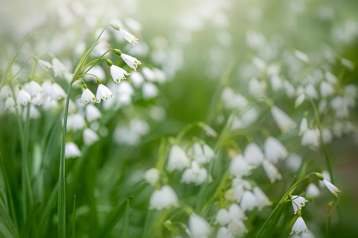 Spring flowering Snowflake (Leucojum vernum) flowers in soft sunshine