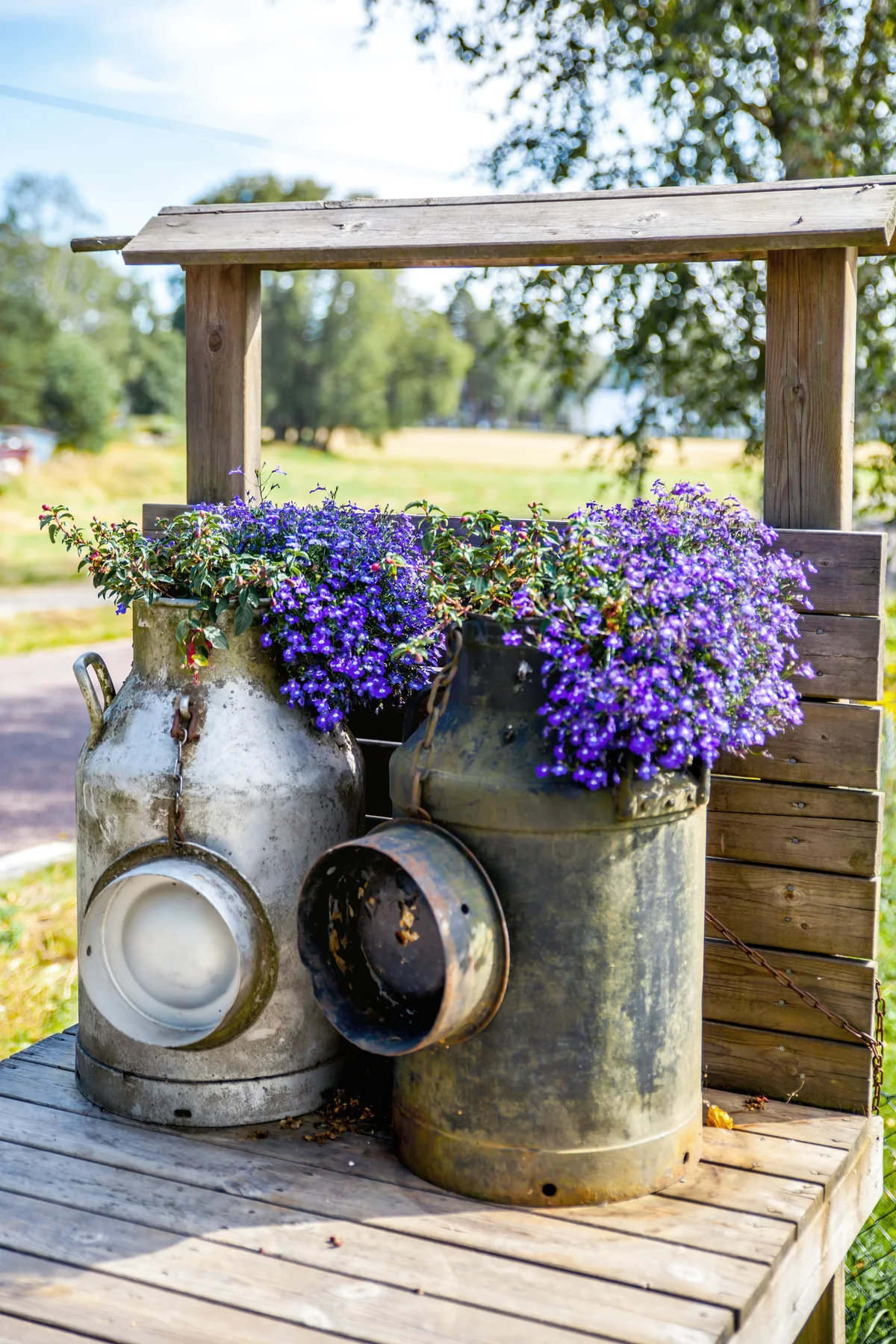 Milk cans decorated with flowers in a driveway
