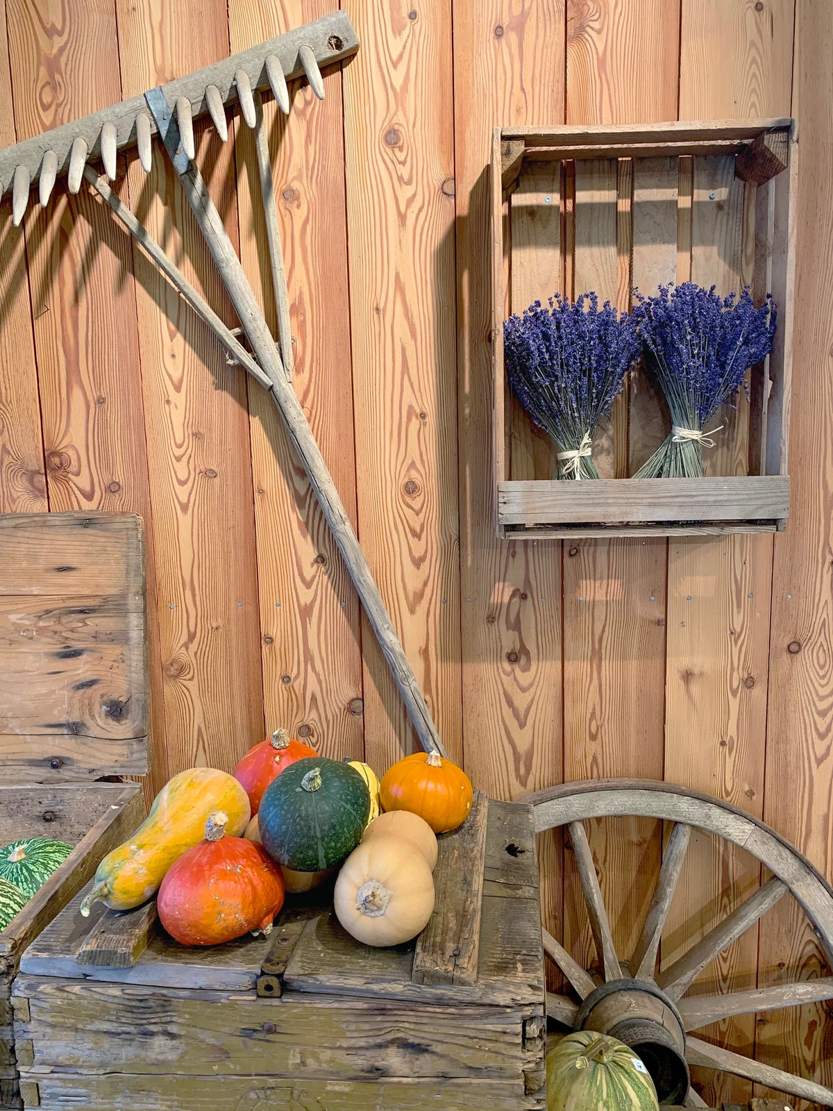 Farmer's wall with lavender plants and pumpkins on wood