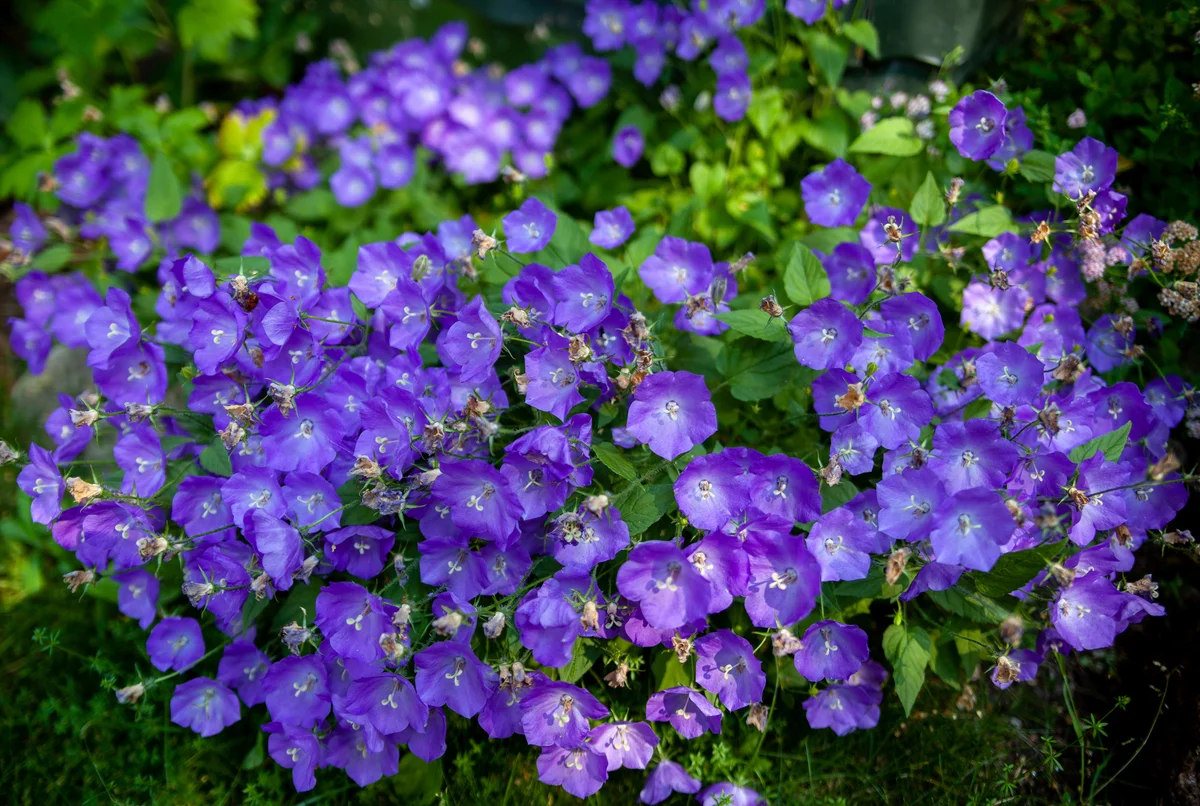 Campanula Carpatica Blue Clips Bell Flower