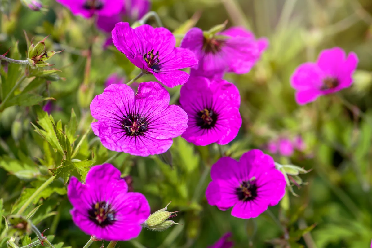 cranesbill geranium