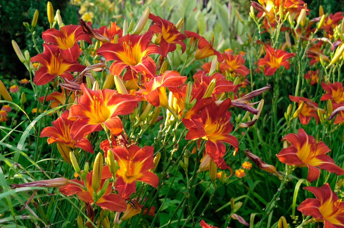day lily flower
