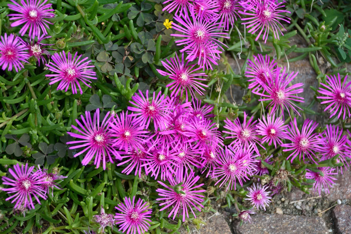 Delosperma cooperi ice plant flower
