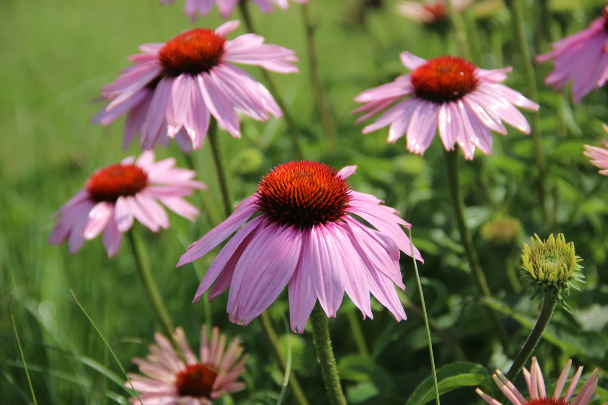 Echinacea purpurera purple coneflower