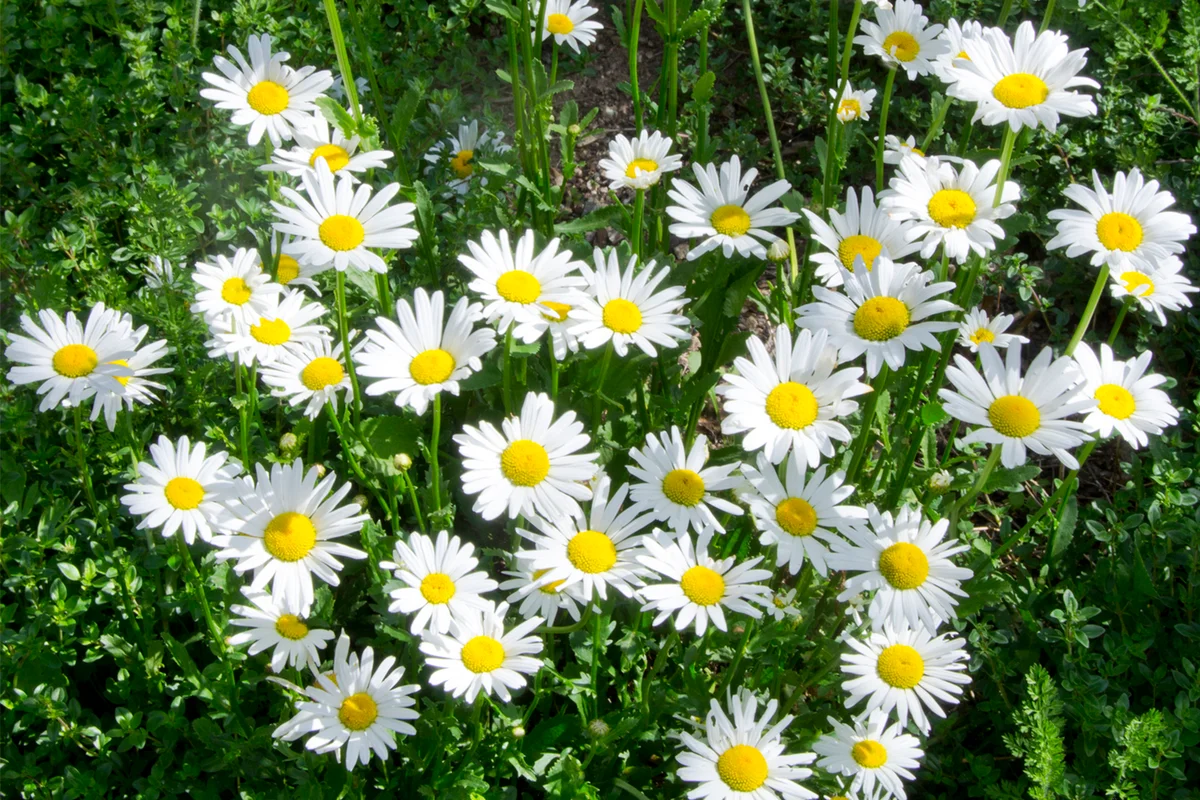 Leucanthemum superbum Shasta Daisies flower