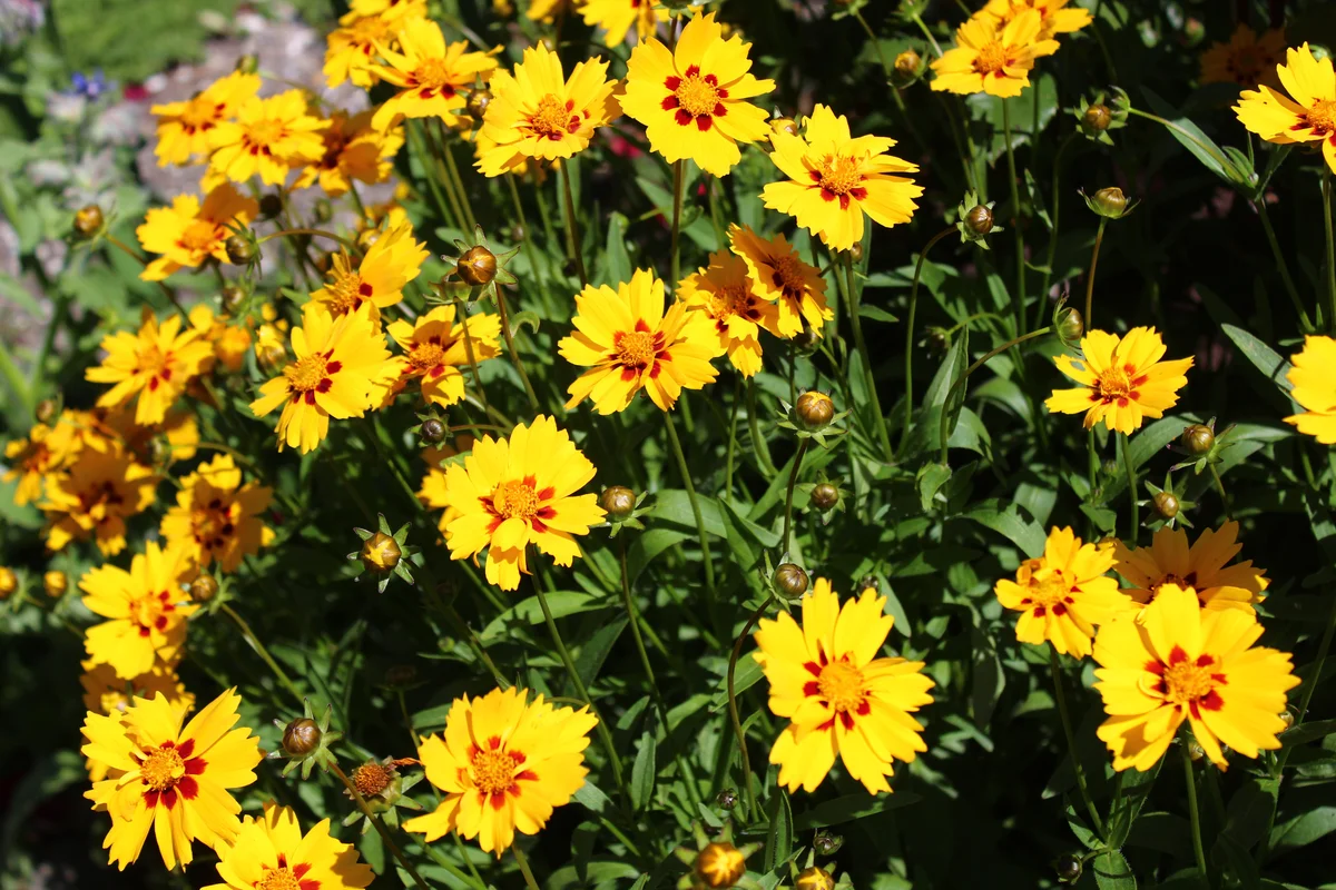 Coreopsis tickseed