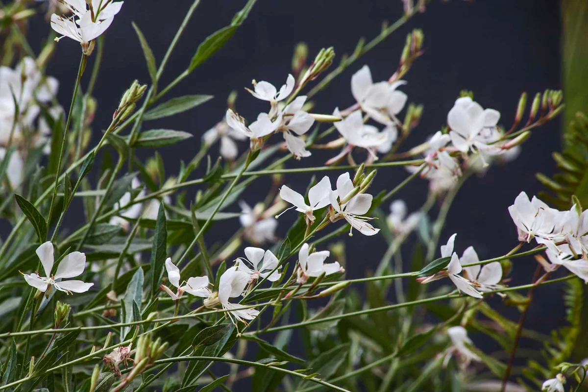 Gaura lindheimeri whirling butterflies flowers