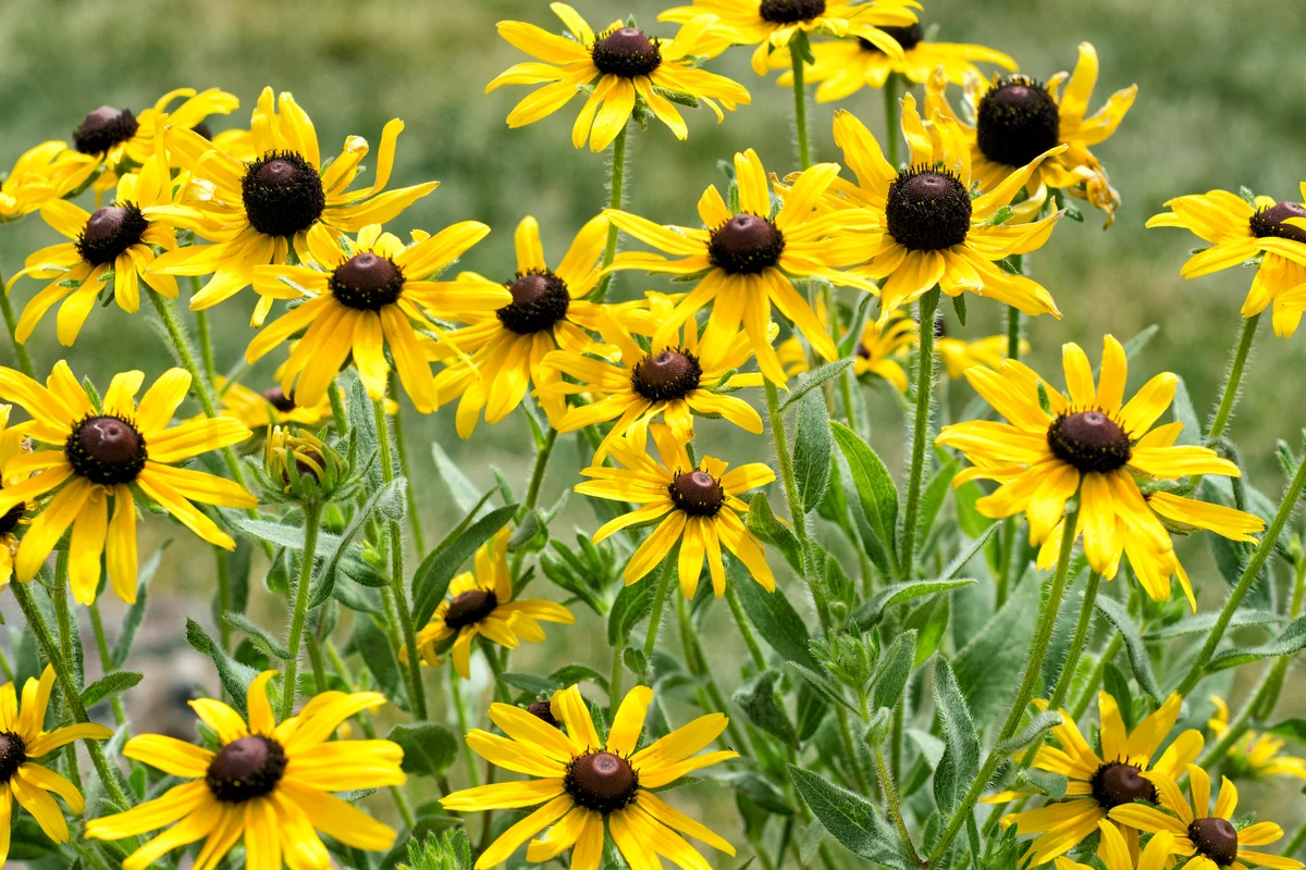 Echinacea paradoxa yellow coneflower