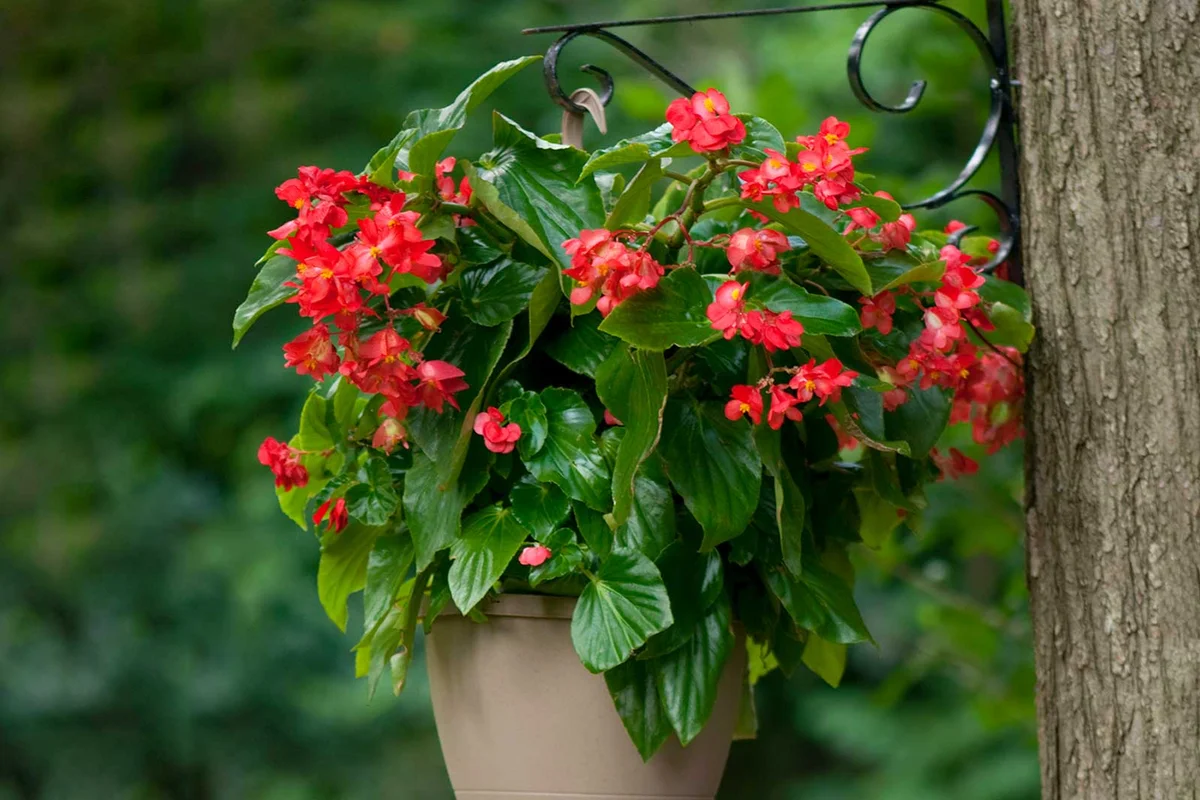 dragon wing begonia in a hanging basket