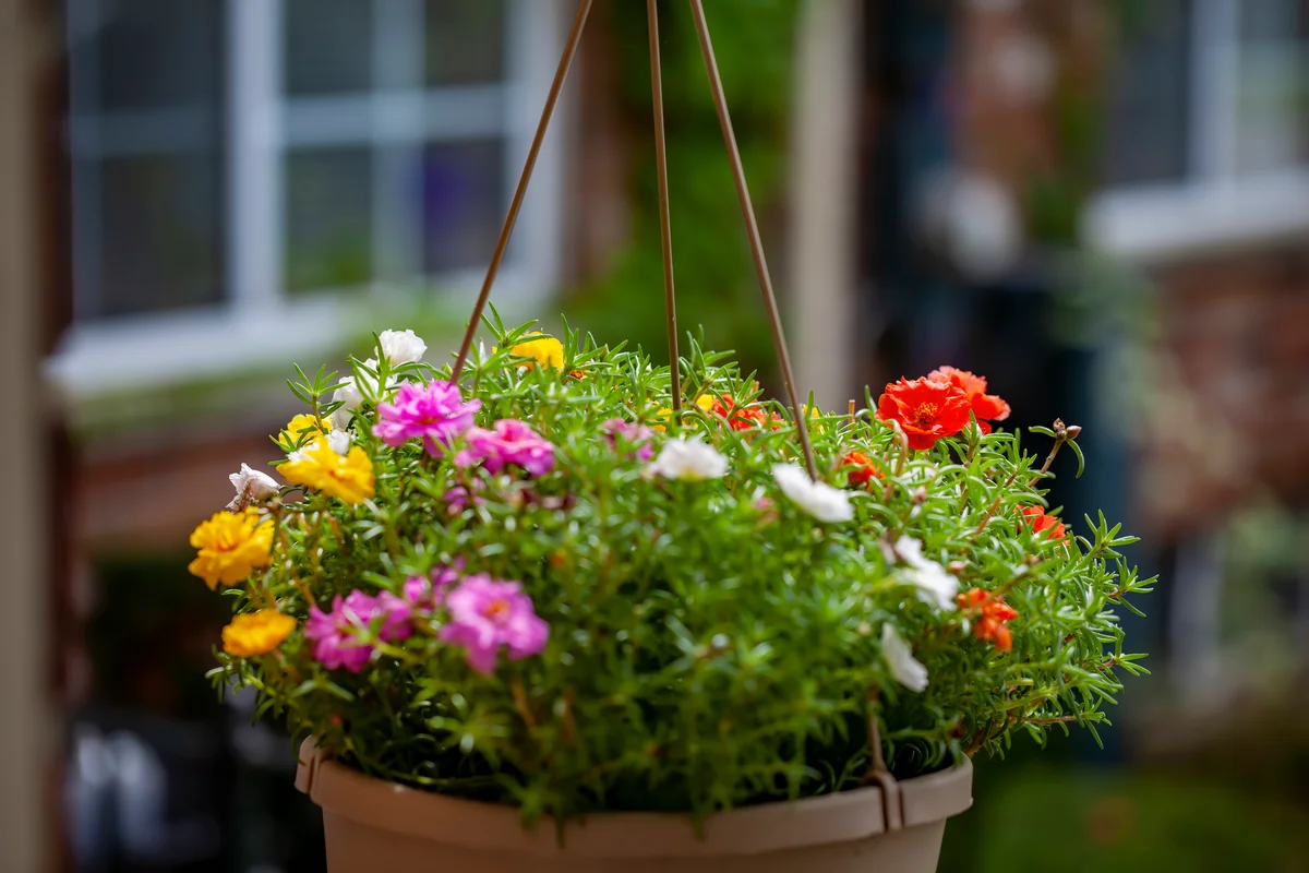 Portulaca Grandiflora Moss Rose in hanging basket