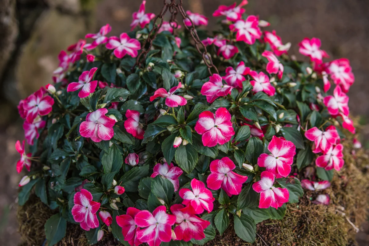 sunpatiens new guinea impatiens in hanging basket