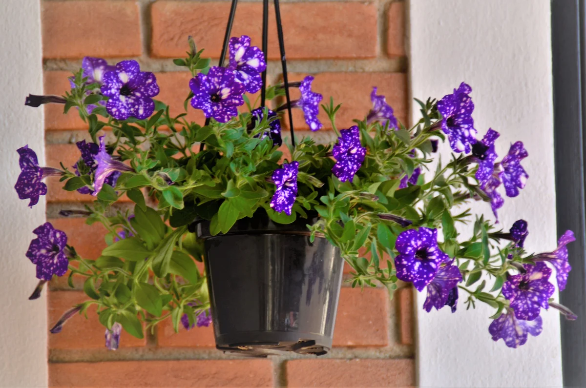 Wave petunia in hanging basket