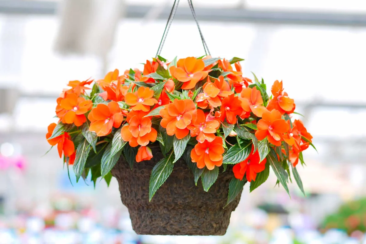 double impatiens walleriana hanging basket