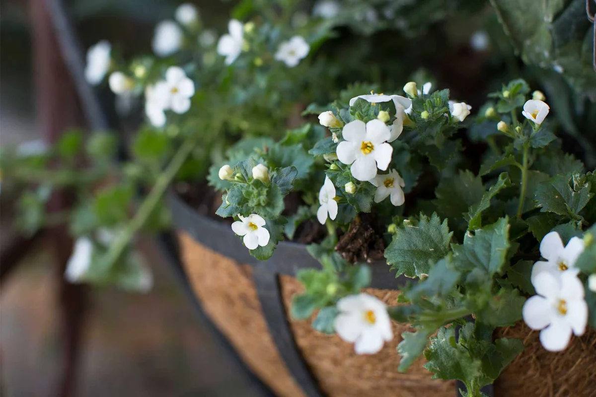 sutra cordite giant snowflake flower hanging basket