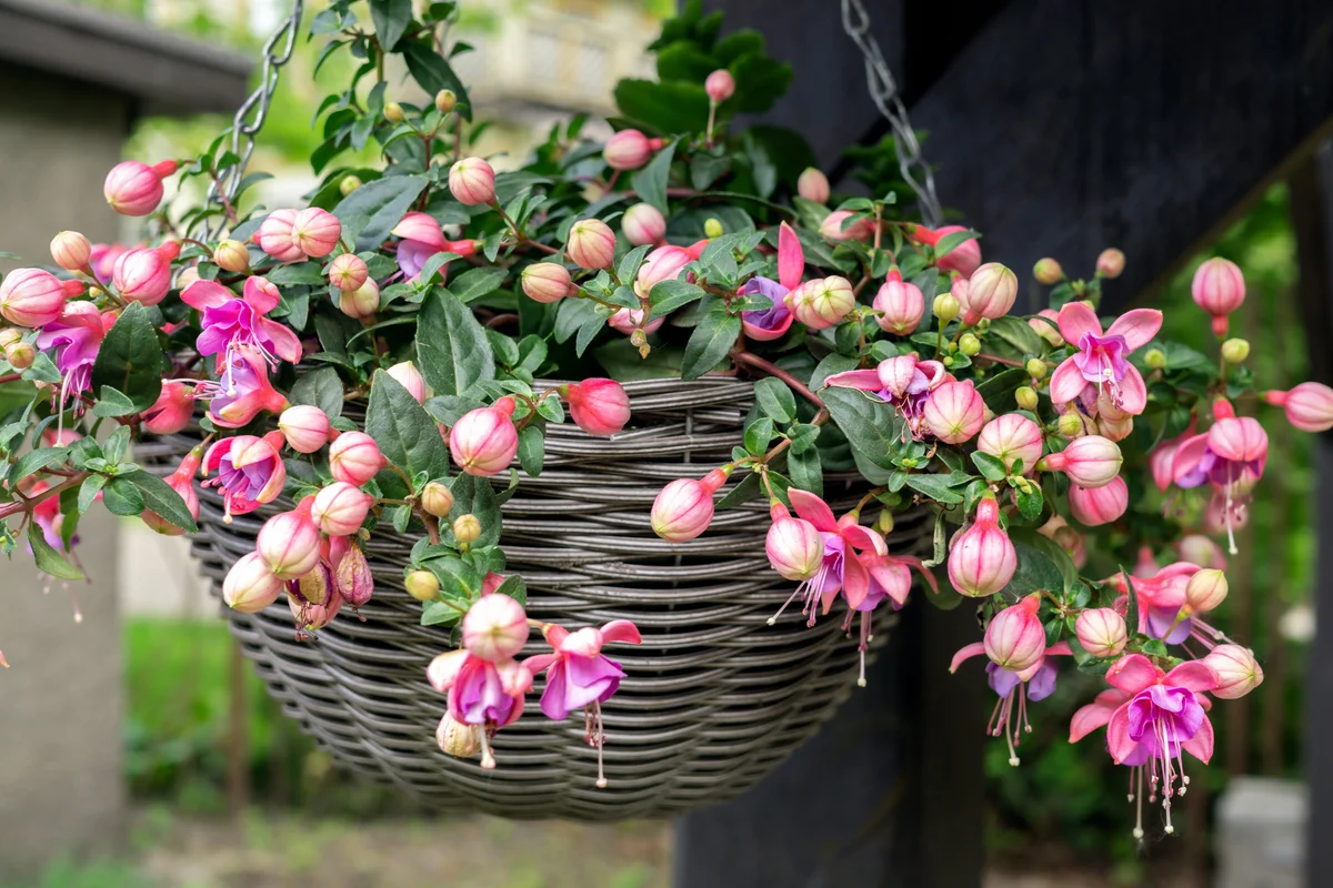 fuchsia flower hanging basket