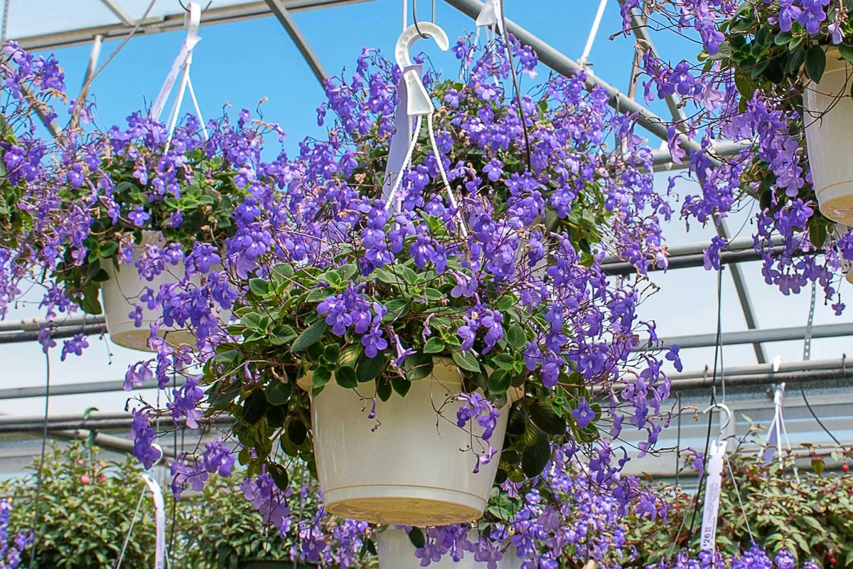 Streptocarpella nodding violet flower hanging plant