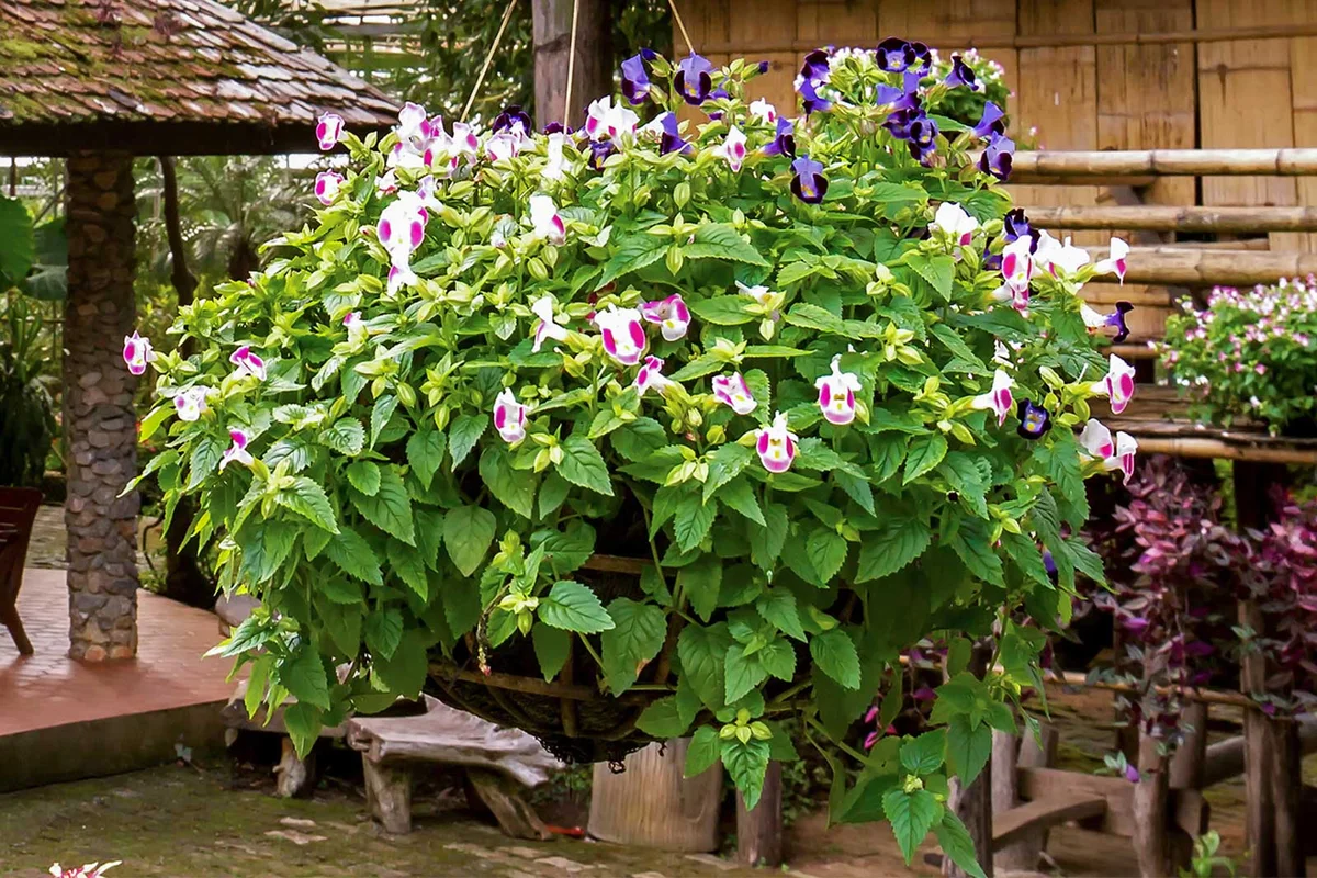 torenia Fournier flower hanging basket