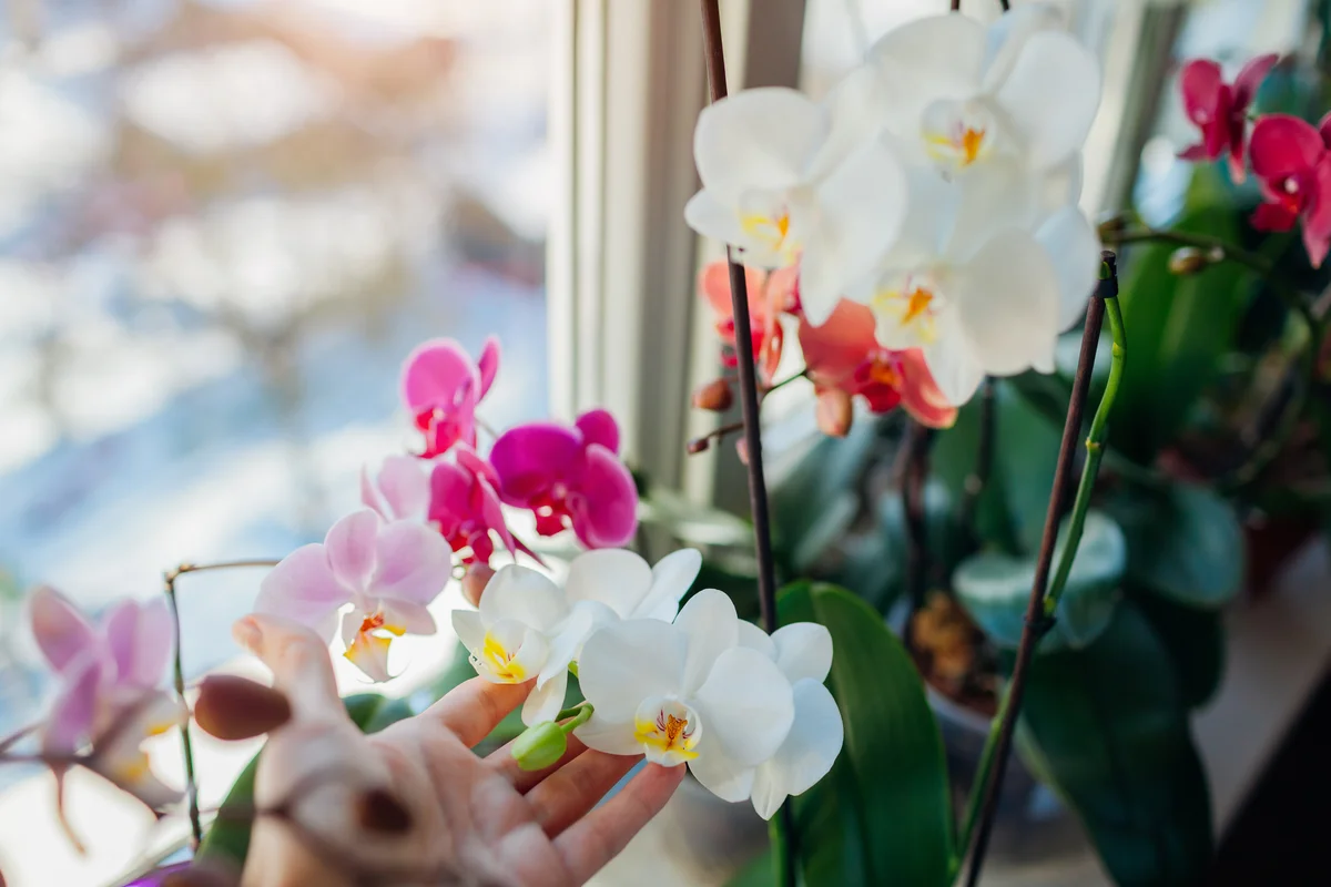 moth orchid plants in window sill
