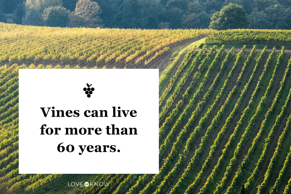 Grapes, Vines, & Vineyards