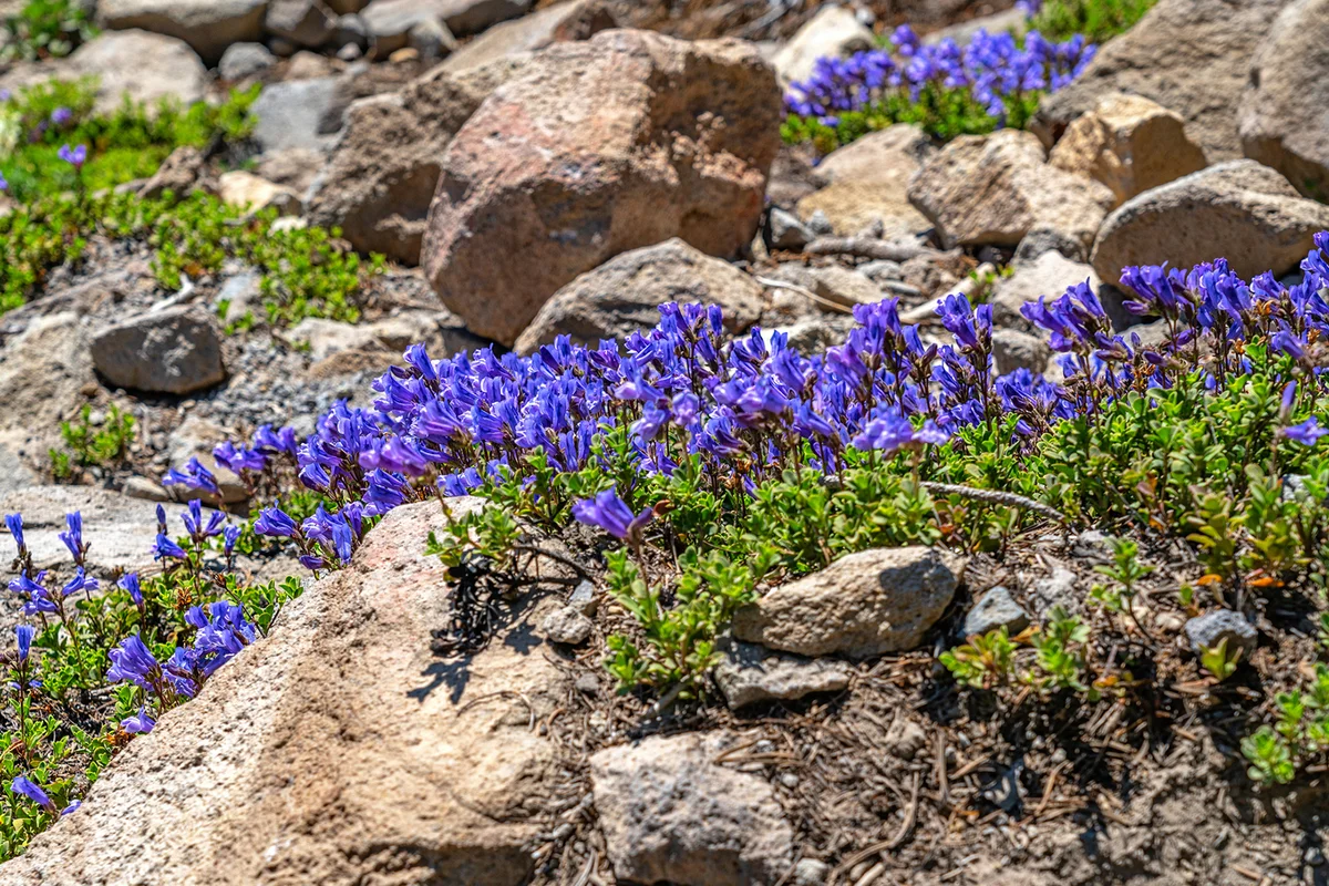 A patch of bright purple penstamon wildflower blooms on the rocky ground along Crater Lake in Crater Lake National Park, Oregon
