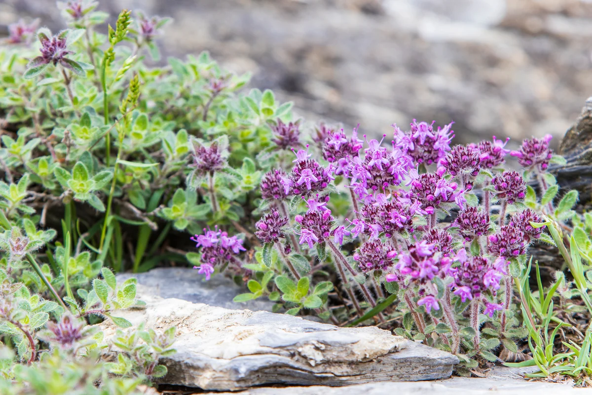 Wild thyme - Thymus praecox