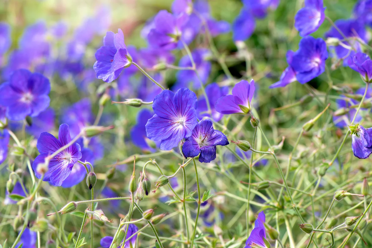 summer flowering purple Hardy geranium, cranesbill (Geranium) flowers