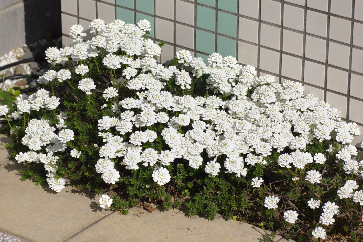 Candytuft flowers in the garden (Iberis flowers)