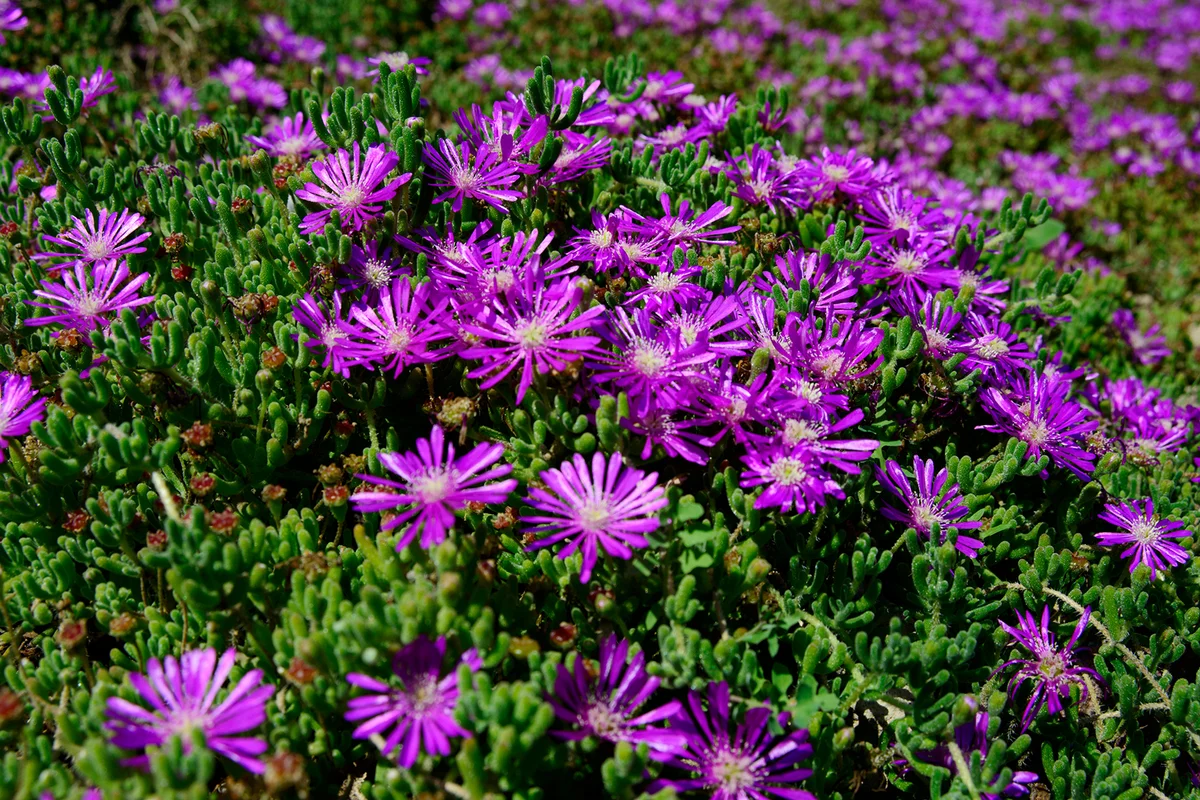 Delosperma cooperi flowers (Pink carpet)