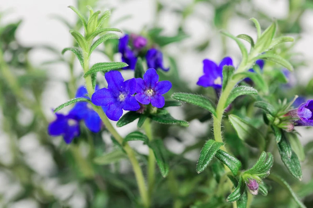 Purple gromwell, Lithodora diffusa, flowers