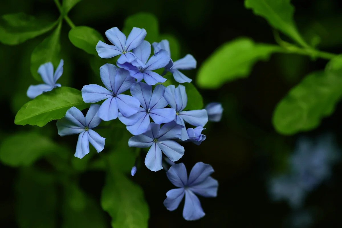 Ceratostigma plumbaginoides