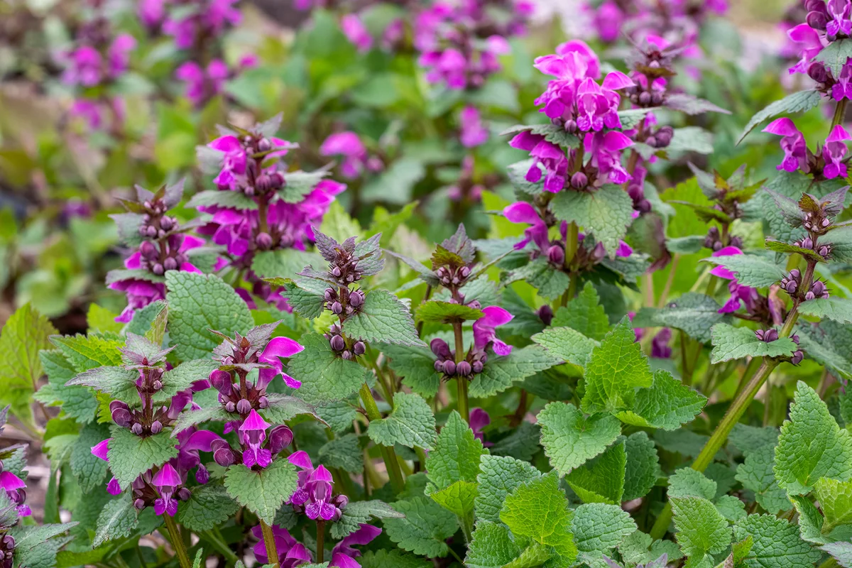 Pink flowers of spotted dead-nettle Lamium maculatum