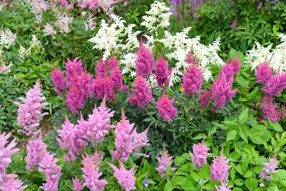 Astilbe perennial flowers for Summer