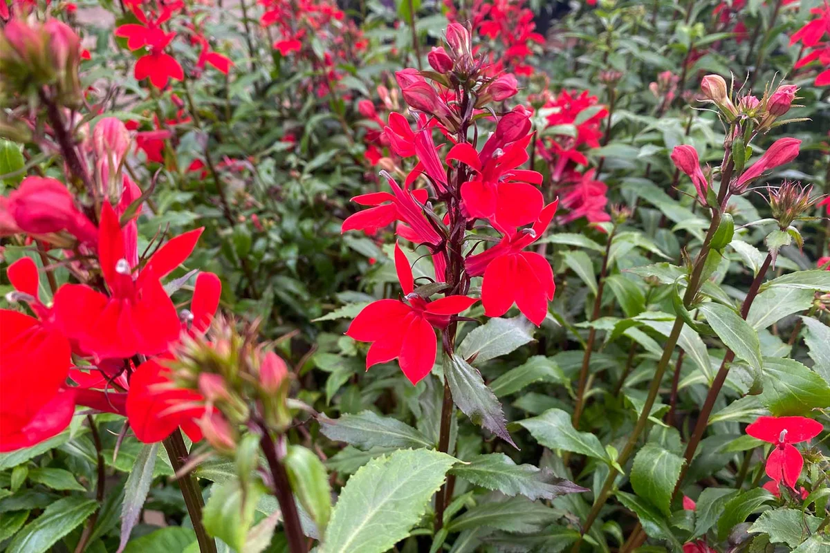 lobelia cardinalis Cardinal perennial flower