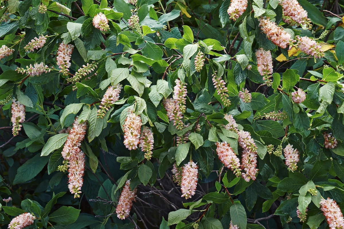 Close-up image of Summer Sweet bush in blossom