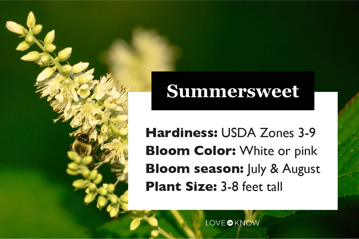 Summersweet Flower Characteristics