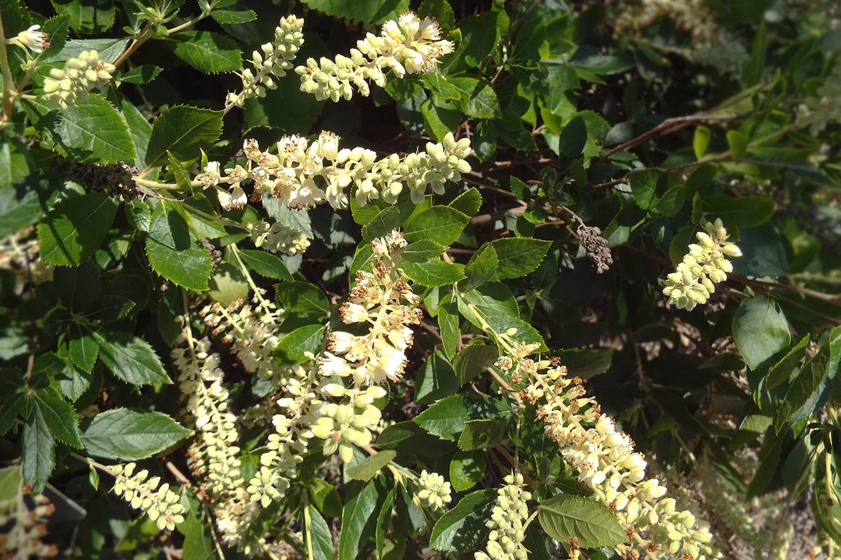 Clethra alnifolia summersweet flowers