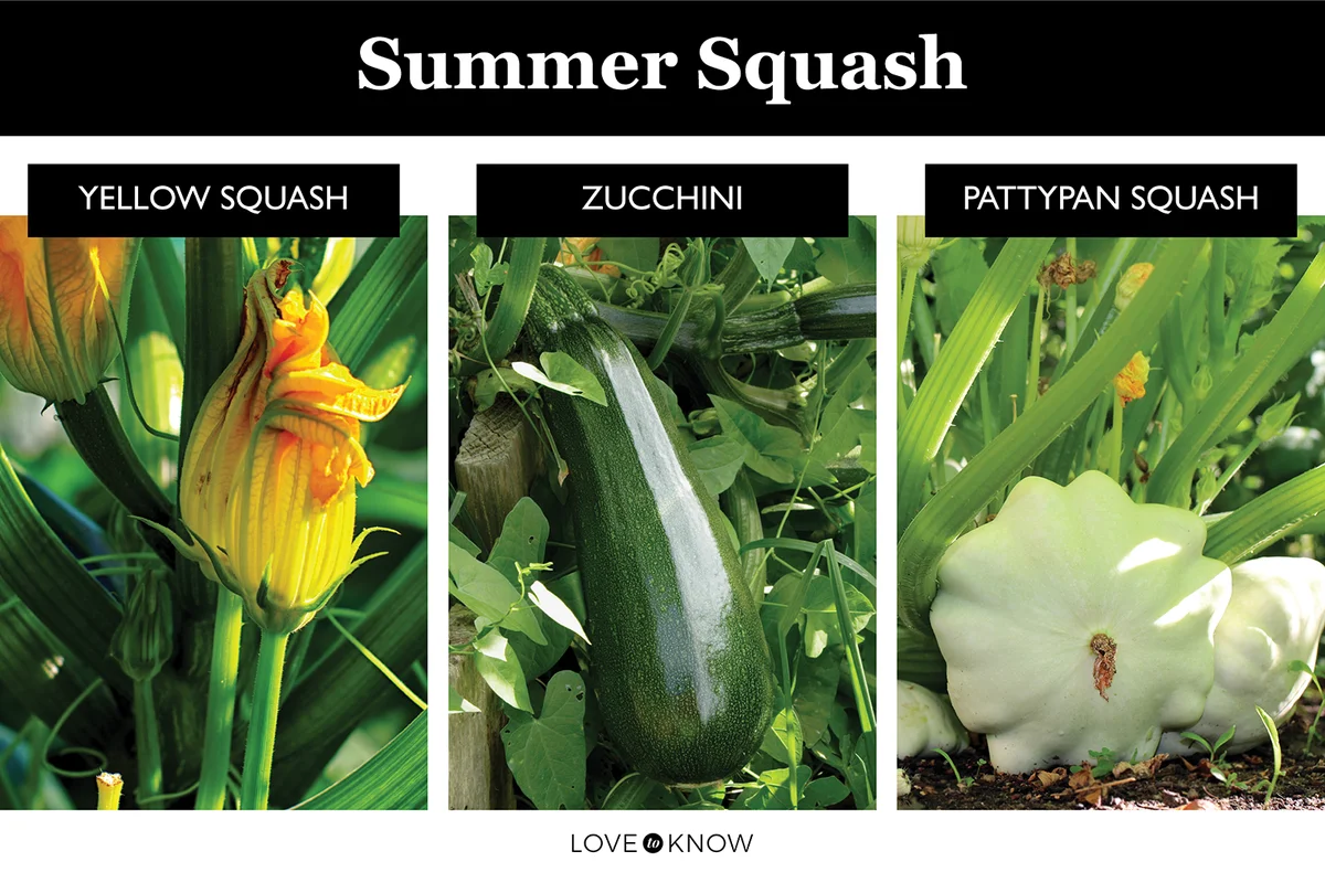 Summer squash types