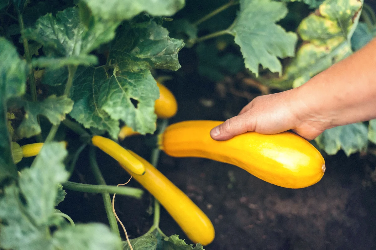Woman holding zucchini while standing at garden