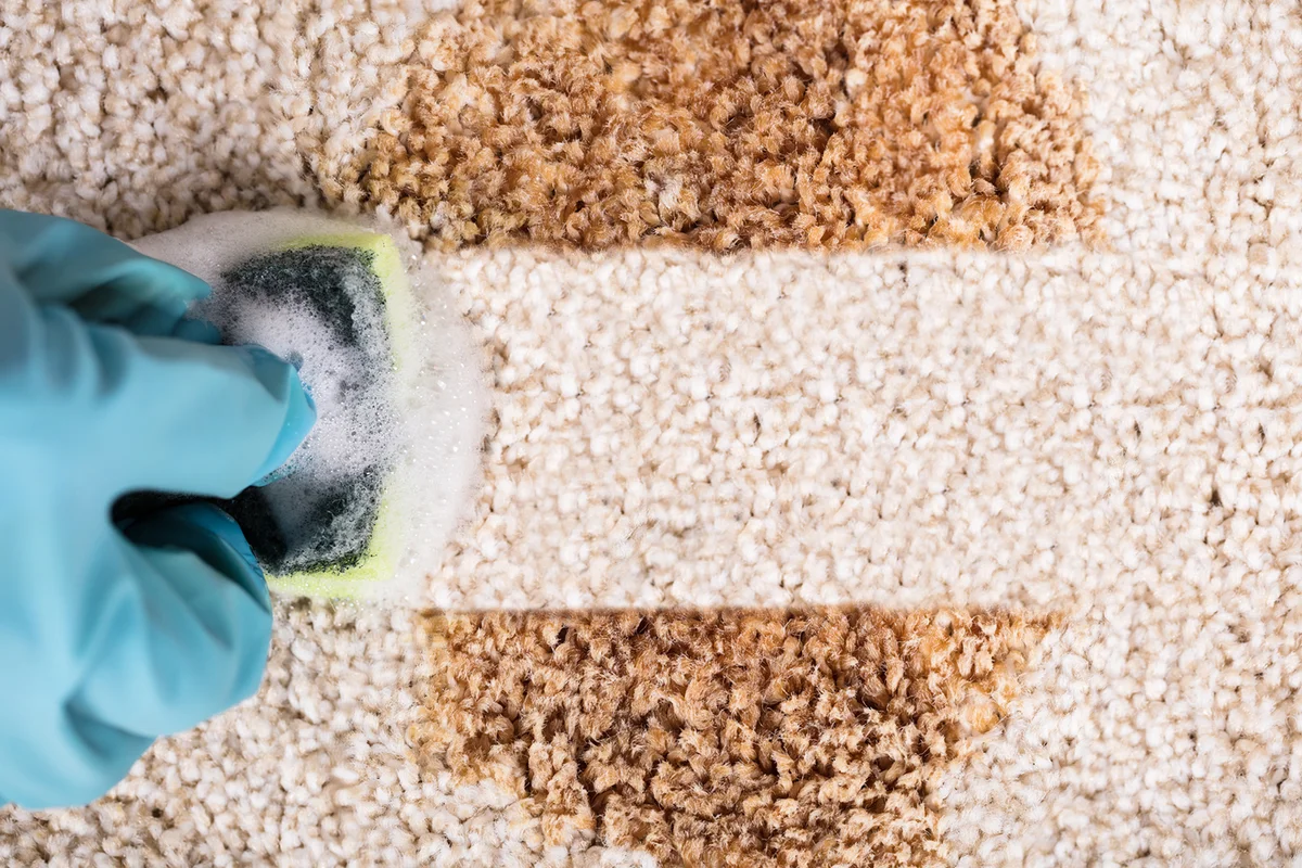 Person Wearing Gloves Cleaning Stain Of Carpet