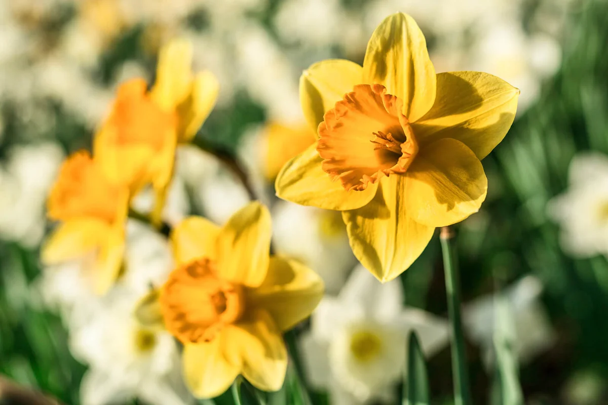 Close-up of Daffodils (Narcissus) in spring.