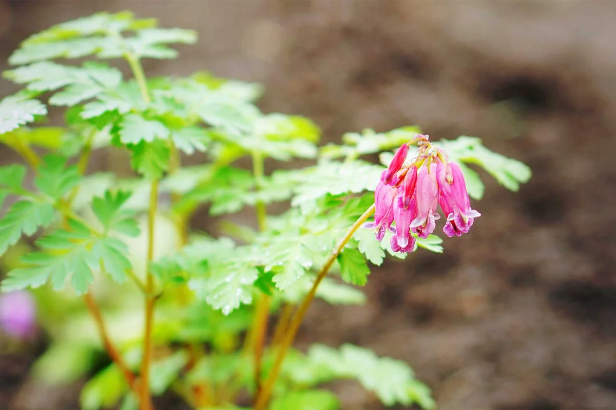 fern leaf bleeding heart perennial flower