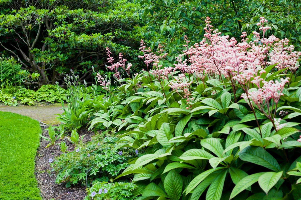 rodgersia perennial flower